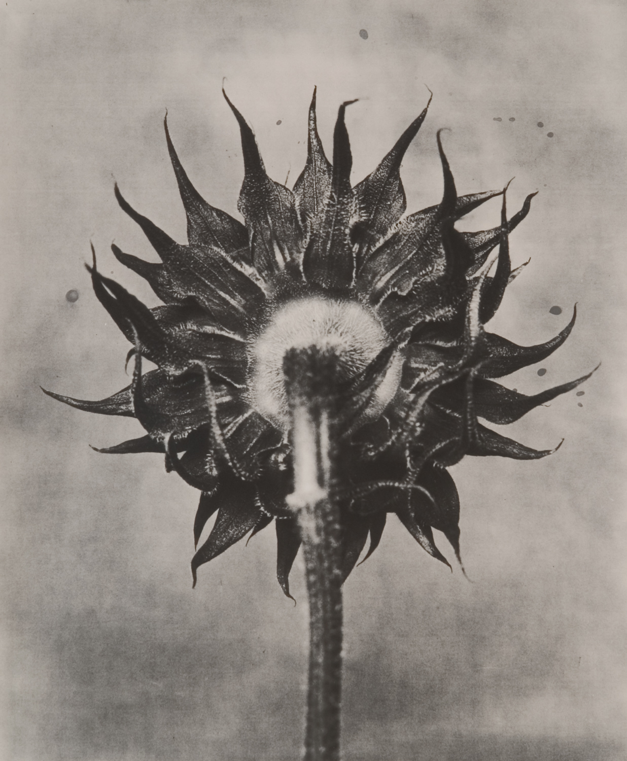 z cyklu bez tytułu, nr neg. 948/9